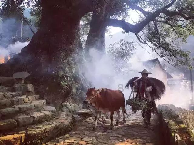 拿破仑：全面战争