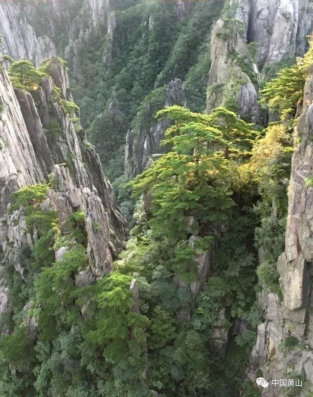 植物大战僵尸9